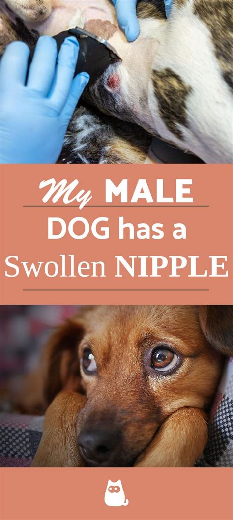 Swollen Dog Nipples: Causes, Treatment, and When to Worry